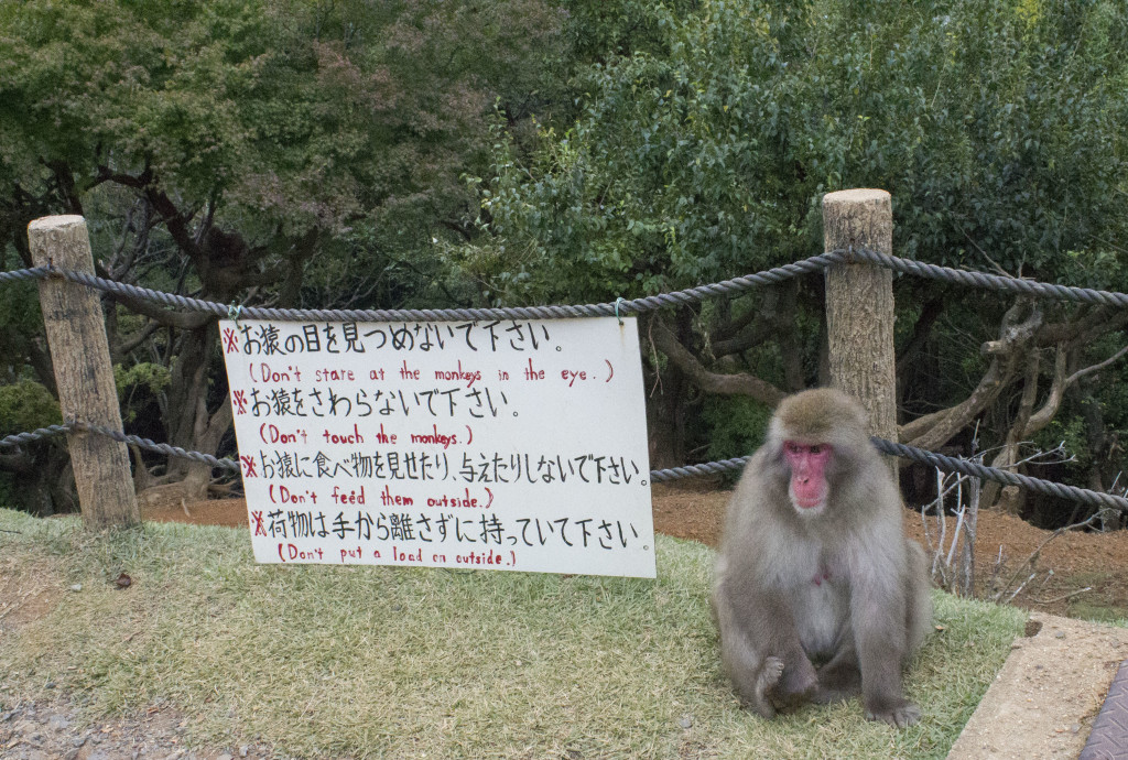 Iwatayama monkey park