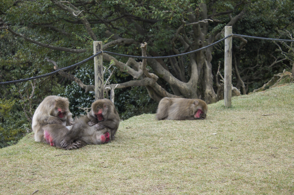 Japanese macaques 
