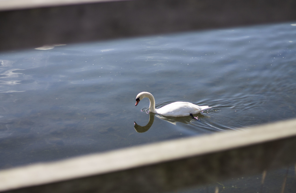 Swan at Lake Yamanaka