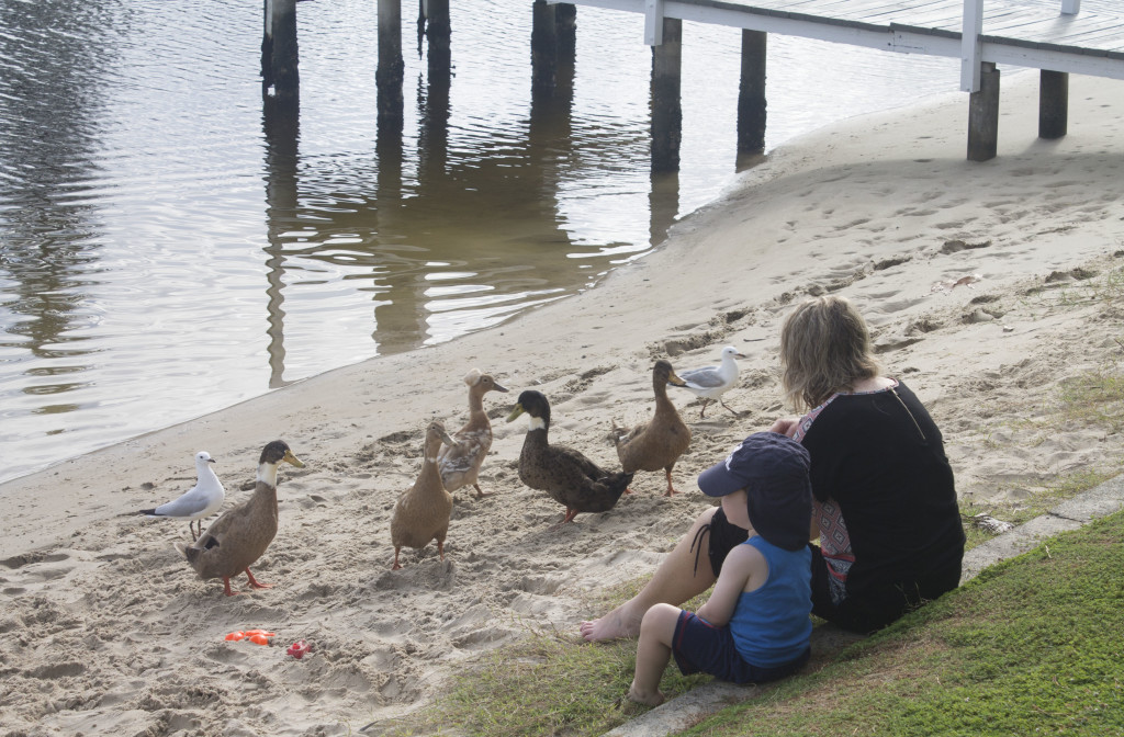 Ducks on the 'beach"