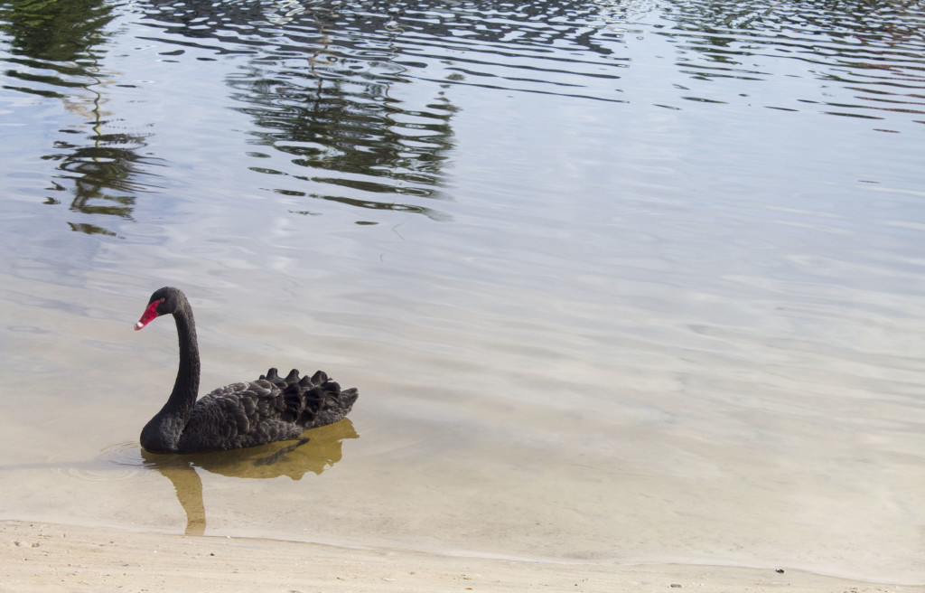 Black swan swimming by the back of the house